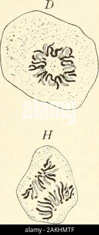 Lehrbuch der normalen Histologie: einschließlich der Berücksichtigung der Entwicklung der Gewebe und der Organe. Ein Stockfoto