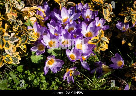 Lila blättrige Krokusse in einer kleinen Gruppe in einem schmalen Rand Farbe im Frühjahr geben in einem Englischen Garten Stockfoto