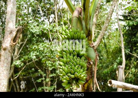 Eine Bananenstaude in Phuket Stockfoto