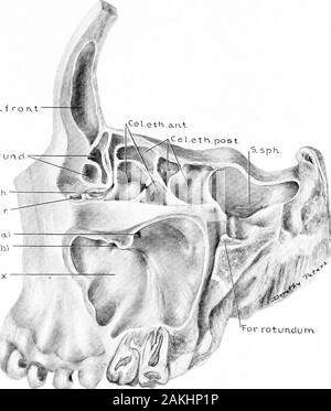 Entwicklung und Anatomie des nasalen Zubehör Nebenhöhlen im Menschen; die Beobachtungen auf zwei Hundert und neunzig seitliche Nasenwände basiert, zeigt die verschiedenen Stufen und Arten der Entwicklung der Zubehör sinus Bereiche aus dem 60. Tag des fötalen Lebens zu fortgeschrittenen Reife. Abb. 53. - Muster 21 Jahre, 6 Monate, und 21 nineDays Alt. (Serie D, Nr. 91.) Sagittalschnitt, 1,5 mm. links von der Mittellinie. Anterior portionfotconcha Medien entfernt wurde, die die Beziehungen der Strukturen bilden die Mutterndes Giermoment nasale Wand zu zeigen. 1, Sonde durch Ostiums frontale; 2, Sonde durch ostiumsphenoidale; Stockfoto