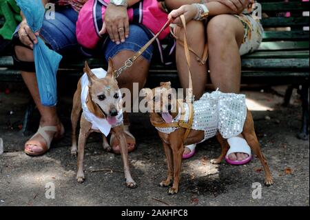 Brasilien - Februar 23, 2019: Kostümierte Hunde erhalten in der Karneval Geist während der jährlichen pet-Party im Tijuca gehalten, in Rio de Janeiro's North Zone. Stockfoto