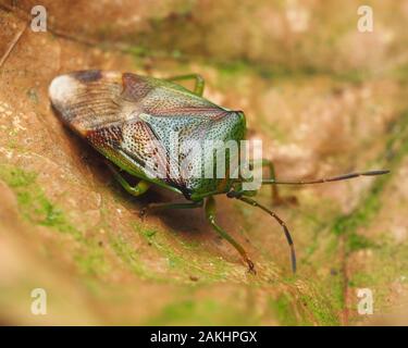 Birke (Elasmostethus interstinctus Shieldbug) innerhalb eines alten eingerollt Eichenlaub im Winter. Tipperary, Irland Stockfoto