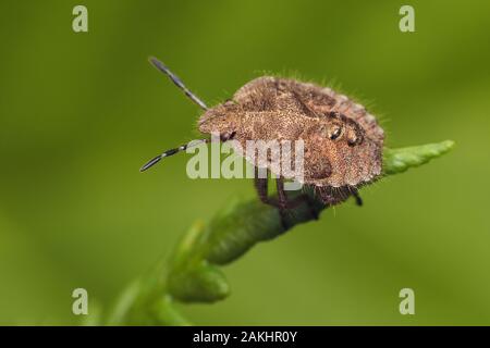 Haarige Shieldbug Nymphe (Dolycoris baccarum) saß oben auf der Farn. Tipperary, Irland Stockfoto