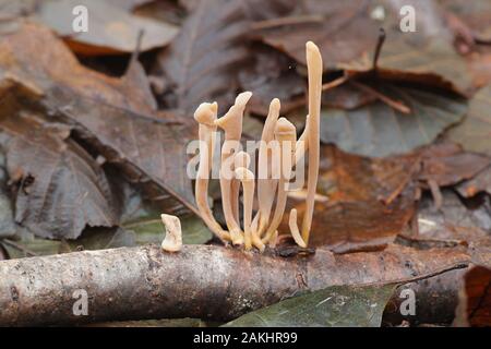 Macrotyphula fistulosa, wie Pipe club Pilz bekannt, Wild Mushroom aus Finnland Stockfoto