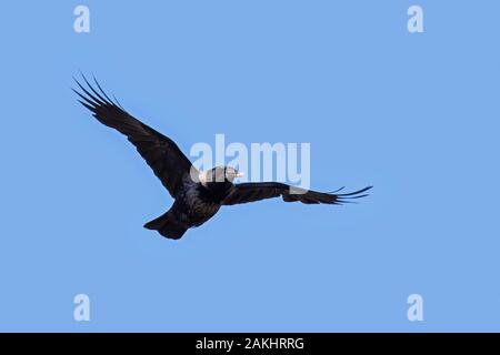 Nebelkrähe (Corvus cornix/Hoodie) fliegen mit Nahrung im Schnabel gegen den blauen Himmel Stockfoto