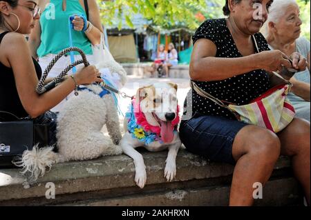 Südamerika, Brasilien - 23. Februar 2019: Eine kostümierte Hund ist während der Blocao hund Karneval Party im Tijuca gehalten gesehen, in Rio de Janeiro's North Zone. Stockfoto