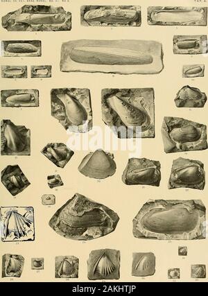 Svenska vetenskapsakademien handlingar. Odon?) sp. Urdsberg (M.). Steinkern. Nat. Gr. S. 40." 21., 22. Paleoneilo Tobieseni n. sp. Steinkern der rechten Klappe mit Resten der Skulptur. Toneisen- steln des Urdsbergs (B6). Nat. Gr. S. 40.? • "23, 26, 28, 29, 30. Myophoria Tennei Dames. Urdsberg (M.). S. 42. Abb. 23. Linke Klappe des grössten Stück. Steinkern. Nat. Gr. Abb. 26., 28. Die rechte Klappe. / Einems Wachsabguss. Nat. Gr. Abb. 29. Desgl. / Einems Wachsabguss. Abb. 30. Desgl. Steinkern. Nat. Gr.!&gt; 24. Cucullaea (?) Macrodon Cherieanus. Linke Klappe / einems Wachsabguss. Urdsber Stockfoto