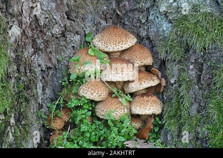 Pholiota squarrosa, allgemein bekannt als shaggy scalycap, shaggy Pholiota Pholiota, oder die Schuppige, Pilze aus Finnland Stockfoto