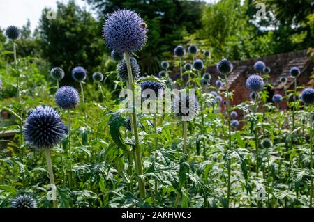 Ein Cluster von blauer Globus Disteln (echinops ritro) in Bishop's Palace Gardens in der historischen Altstadt von Chichester, West Sussex. Stockfoto