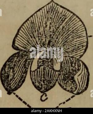 Botanik der südlichen Staaten. /Iff. 106.. Caryophyllaceous Corolla. Kreuzförmige Corolla. Papilionaceous Corolla. ilium und natürlich parallel zueinander und werden als thewings oder Alee (Abb. 106, b); die beiden unteren sind so geformt wie thewings und parallel mit Ihnen und vulkangipfel durch ihre geringere Marge und bilden die Kiel oder Karina. (Abb. 106, c.) Diese Form der Corolla ist speziell für das um Legumino-sae, einschließlich der Erbse, Bohne, &c. 109 * Es passiert sehr oft, dass wir finden, in examiningflowers, Teile, die wir beziehen können kein Organ, mit dem Kennenlernen wehave. Sie erscheinen werden. Stockfoto