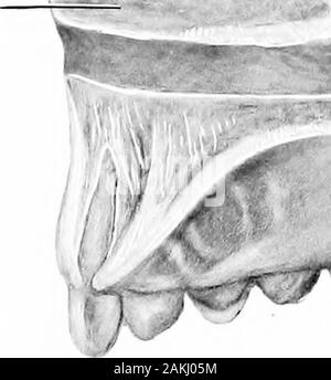 Entwicklung und Anatomie des nasalen Zubehör Nebenhöhlen im Menschen; die Beobachtungen auf zwei Hundert und neunzig seitliche Nasenwände basiert, zeigt die verschiedenen Stufen und Arten der Entwicklung der Zubehör sinus Bereiche aus dem 60. Tag des fötalen Lebens zu fortgeschrittenen Reife. Csup. Torx. pKa-rj r% Stockfoto