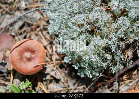 Flechten Cladonia rangiferina. Rentier grauen Flechten. Schönen hellen Wald Moos wächst in den warmen und kaltem Klima. Rotwild, Caribou Moss. Stockfoto