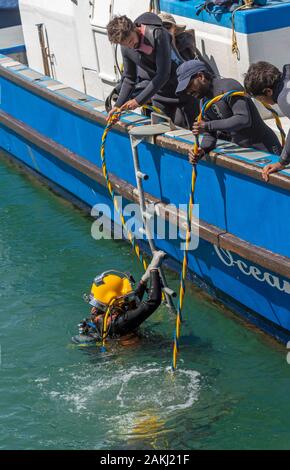 Hermanus, Western Cape, Südafrika. Professionelle Taucher Ausbildung, Studenten unterwasser Arbeiten vom Boot aus am Neuen Hafen in Hermanus. Stockfoto