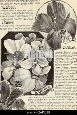 Peter Henderson & Co. im Frühling 1899 Floristen und Gärtner' Großhandel Katalog von Pflanzen, Blumen Samen, Zwiebeln, Gemüse Samen, Saatgut, Dünger, Insektizide, toolsetc. CANNA, Augusta. Eine sehr markante und verschiedenen neuen vergoldeten Kante Vielfalt. Blumen 5 inchesacross, intensiv Scharlachrot, breit gesäumt mit klaren golden-gelb. Growsabout 3 Fuß hoch, und trägt große, offene Spitzen der Reichen und handsomeflowers. Vollständig verschieden von allen anderen in Form und Farbe. (Siehe.) Preis, Wurzeln. % B 00 pro 100; Pflanzen, bereit, kann ist, $ 3,00 pro Doz. JAMES HOLZ. Wir haben Freude an offeringthis Stockfoto