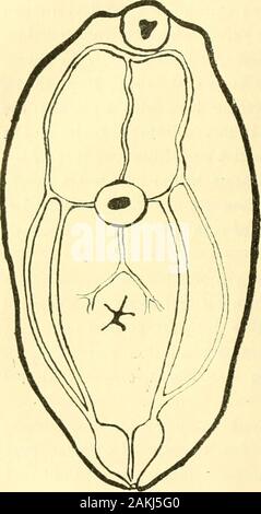 Zeitschrift für wissenschaftliche Zoologie. echter Stamm, sterben, abermals dem Seitenrande desKörpers parallel laufend, gleich hinterdem Mundsaugnapf durch ein dich-tes Netz von Queranastomosen mit-einander in Verbindung stehen. Zweibesonders stark entwickelte Stämmedieses Anastomosengeflechtes ent-springen Jederseits an der Stelle derHauptstämme, sterben den röhrchenför-migen Anhängen" entspricht, Undlaufen, miteinander einen stumpfenWinkel bildend, zur MitteHinie desKörpers, wo sie zusammentreffen. Bin Treffpunkt vereinigen sie sich zu einem in der Mediane nachrückwärts hinziehenden Stamm; er kreuzt Stockfoto