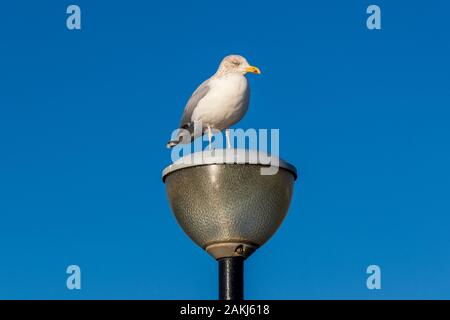 Nicht Zucht Glaucous Gull, Larus hypereboreus, im Winter Gefieder, stehend auf einem städtischen Strassenlaterne, Ayrshire, Großbritannien Stockfoto