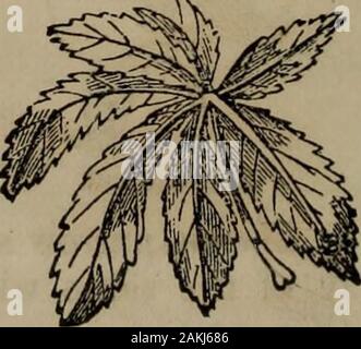 Botanik der südlichen Staaten. Acinaciform Blatt. Lyrate Blatt. Fingerförmig Blatt. Perfoliate? Was ist mit gelappten Blätter gemeint? Auriculate? PedatoDolabriform? Acinaciform? Lyrate? Verlässt. 53 Fingerförmig, die sich wie die Finger der Hand. (Abb. 63.) 90. Die oben genannten sind die einfachen Formen. Es ist sehr frequentlythe Fall, dass zwei der Formen kombinieren, und dann thaleaf erhält einen zusammengesetzten Namen. Eiförmig-Lanzettlichen, wenn es zu lange streng eiförmig, andgradually verjüngt sich zu den Extremitäten, ähnelt einem Eiförmig Blatt in manchen Punkten und einem Lanzettlichen in andere. Ob - herzförmige, heart-shaped, mit Th Stockfoto