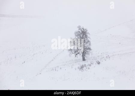 Einsam stehende Baum auf einem schneebedeckten Berg in Schneefall Stockfoto