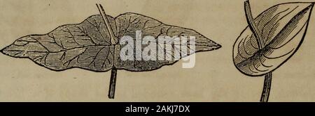 Botanik der südlichen Staaten. Sagittate Blatt. Hastate leaf. Keilförmige Blatt. Direktes, eng und lang, und in der Nähe - Bild-55-ly der gleichen Breite in allen seinen Teilen. (Abb. 55.) Lineare Blatt. Herzförmige? Orbicular? Peltate? Subulate? Sagittate? Keilförmige Hastate?? Linear? 62 Blätter. Perfoliate, wenn die Stammzellen erscheint durch das Blatt, Bometimes durch entgegengesetzte verlässt United an ihrer Basis, Bild entstehen. 56. Abb. 57.. Perfoliate Blätter, nach den anschlussder zwei gegenüberliegenden Blätter verursacht. Perfoliate Blätter, nach: Denanschluss der Lappen des Blattes verursacht., Abb. 56; bei anderen, durch die Nocken des Blattes vereinen auf theopposit Stockfoto