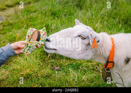 Schafe auf einem Berg Farm an einem bewölkten Tag. Eine Frau füttert ein Schaf in den Bergen von Norwegen. Eine touristische Nahrung gibt ein Schaf. Idyllische Landschaft von Stockfoto