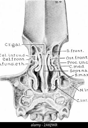 Entwicklung und Anatomie des nasalen Zubehör Nebenhöhlen im Menschen; die Beobachtungen auf zwei Hundert und neunzig seitliche Nasenwände basiert, zeigt die verschiedenen Stufen und Arten der Entwicklung der Zubehör sinus Bereiche aus dem 60. Tag des fötalen Lebens zu fortgeschrittenen Reife. ocessus Uncinatus, bestimmen Sie die Breite und die Lücke semilunaris Längedes, - den Zeitabstand zwischen dem antero-inferioren Oberfläche der Bulla und der posterosuperior Flächeder Processus uncinatus, - das ist die Öffnung, die durch die Die Puppenhafter meatus medius kommuniziert mit dem infun - dibulum ethmoidale. Die Länge der Lücke semil Stockfoto