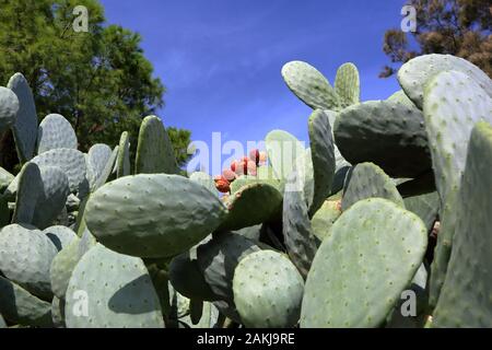 Schöne ig cactuss Opuntia ficus-indica, auch indische Feige opuntia genannt, gegen blauen Himmel, im Park. Stockfoto