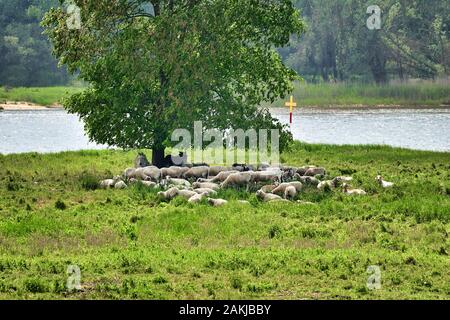 Eine Herde von Schafen zusammen mit zwei eseln unter einem Baum am Ufer der Elbe in Niedersachsen, Deutschland. Stockfoto