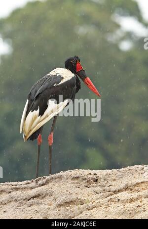 Saddlebill (Ephippiorhynchus senegalensis) erwachsenen weiblichen stehend auf Bank im Regen mit Angelschnur in Bill Lake Victoria, Uganda Nov Stockfoto