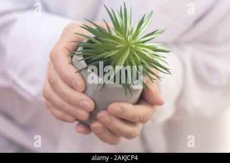 Reife frau Hände, die wachsende Pflanze Kakteen Sukkulenten in Grau pot. Schutz, den Fortschritt, die Sorgfalt und Aufmerksamkeit Konzept. Pflanzen und Gartenarbeit Stockfoto