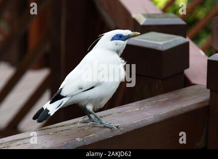 Bali Myna Bird, Leucopsar victoriae, des aka Rothschilds mynah, Bali Starling, oder Bali mynah, eine gefährdete Art, in der Voliere, Hong Kong Park. Stockfoto