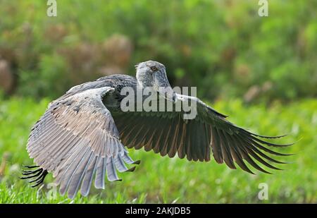 Schuhschnabel (Balaeniceps Rex) Erwachsene im Flug niedrig über Marsh Mabamba Feuchtgebiete, Lake Victoria, Uganda November Stockfoto