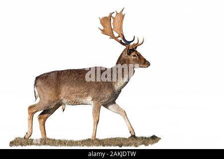 Damhirsch, Dama-Dama, Hirsch mit Geweih isoliert auf Weiß Stockfoto