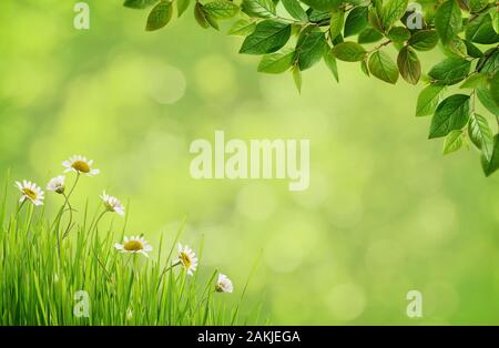 Grüne verschwommenen Hintergrund mit Daisy Blumen, Gras und Frühling blühende Zweige mit kleinen grünen Blätter Stockfoto