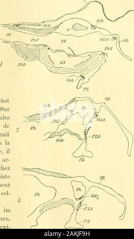 Zeitschrift für wissenschaftliche Zoologie. Unsere späterzusammen beginnen, sondern sie mit den Sinnesorganen der ^^Unterlippe behandeln. Und wollen dem beginnenmit vonPharynx Epithel und "-phagus. Den Holldorf Sterben - dicularien insgesamtgeltende Beschrei-bung Seeligers istzu /, um hiervorangestellt zu wer-den. Es mag auch zunächstSalensky sprechen: "Surdes Coupés longitudinalessagittales Le pharynx deFritillaria pellucida paraitovalaire. Aplati dans ladirection dorso-ventrale, ilest elargi davant De ar-Riere. Ainsi que chezles OiJiOpleura il consisteen parois excessivementminces, erstellen Stockfoto