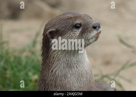 Kopf geschossen eines asiatischen kleinen claed Otter (amblonyx cinerea) stehend Stockfoto