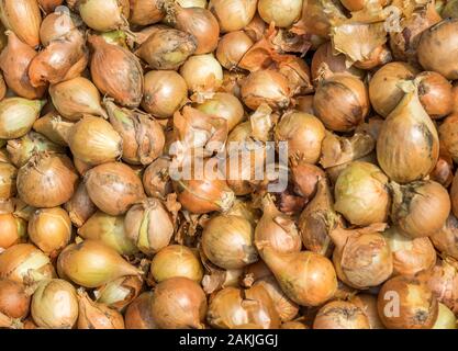 Zwiebel Textur auf den Markt Stockfoto
