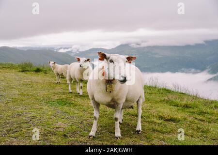 Schafe auf dem Berg Bauernhof auf bewölkten Tag. Norwegische Landschaft mit Schafe weiden im Tal. Schafe auf der Bergspitze Norwegen. Ökologische Zucht. Schafe essen Stockfoto