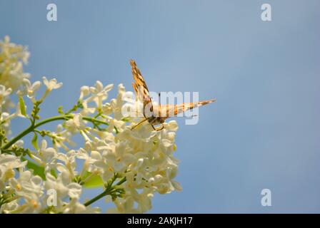 Große schildpatt oder schwarzbeinigkeit Fuchs (Nymphalis polychloros) sitzen auf Weiß lila Blüten Nahaufnahme Detail, blauer Himmel Hintergrund Stockfoto