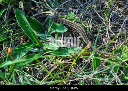 Lizard grau in grau Gras, Blätter ausblenden, Makro Nahaufnahme Detail, Ansicht von oben Stockfoto