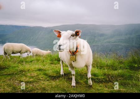 Schafe auf dem Berg Bauernhof auf bewölkten Tag. Norwegische Landschaft mit Schafe weiden im Tal. Schafe auf der Bergspitze Norwegen. Ökologische Zucht. Schafe essen Stockfoto