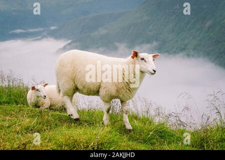 Schafe auf dem Berg Bauernhof auf bewölkten Tag. Norwegische Landschaft mit Schafe weiden im Tal. Schafe auf der Bergspitze Norwegen. Ökologische Zucht. Schafe essen Stockfoto