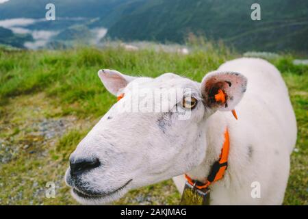 Schafe auf dem Berg Bauernhof auf bewölkten Tag. Norwegische Landschaft mit Schafe weiden im Tal. Schafe auf der Bergspitze Norwegen. Ökologische Zucht. Schafe essen Stockfoto
