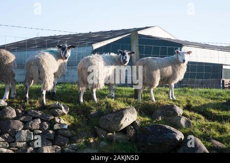 Schafe, die auf einer Gras-Bank stehen, Flookborough Lake District Cumbria England Stockfoto