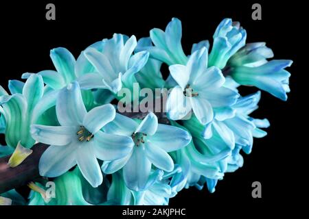 Hyazinthen Blumen close-up Makro in der Farbe Trend 2020 in Blue azure Töne auf einem schwarzen Hintergrund. Stockfoto