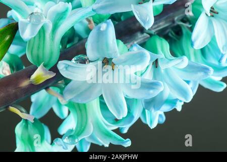 Hyazinthen Blumen Makro in der Farbe Trend 2020 in Blue azure Töne mit Wassertropfen auf einem dunklen Hintergrund. Stockfoto