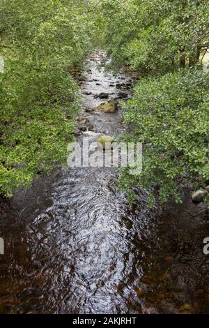 Blick auf den Fluss mit überhängenden Bäumen Stockfoto