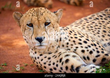 Safary in Südafrika Stockfoto