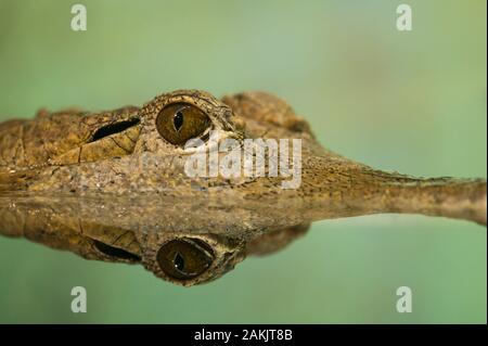 Australisches Süßwasserkrokodil mit Kopf und Augen, das sich im Flusswasser widerspiegelt. Dieses Exemplar wurde im Kakadu National Park, Northern Territory, gesehen Stockfoto