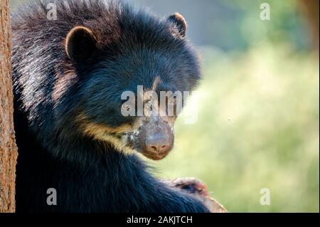 Spektakulärer Bär - Tremarctos ornatus - in einem Baum. Nativer Kurzbär aus Südamerika, der als verletzlich eingestuft wird Stockfoto
