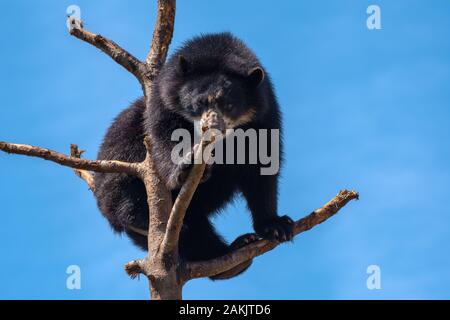 Spektakulärer Bär - Tremarctos ornatus - in einem Baum. Nativer Kurzbär aus Südamerika, der als verletzlich eingestuft wird Stockfoto